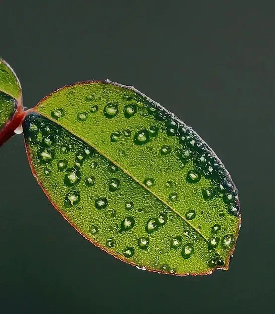 ارتقای کیفیت تصویر preview